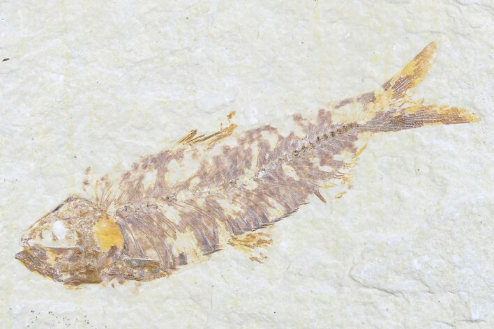 Detailed Fossil Fish (Knightia) - Wyoming #176381